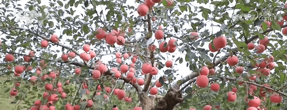 科技赋能下的农业奇迹：中国农村创造“钱袋子”