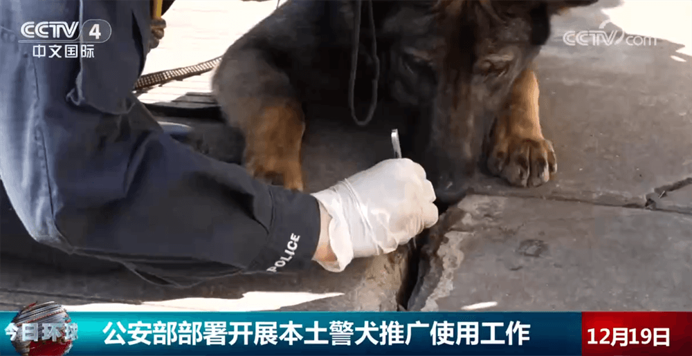 公安部大力推广“全能”昆明犬：警犬中的佼佼者
