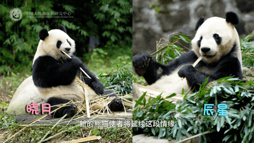 中国与马来西亚的熊猫外交掀起全球关注热潮