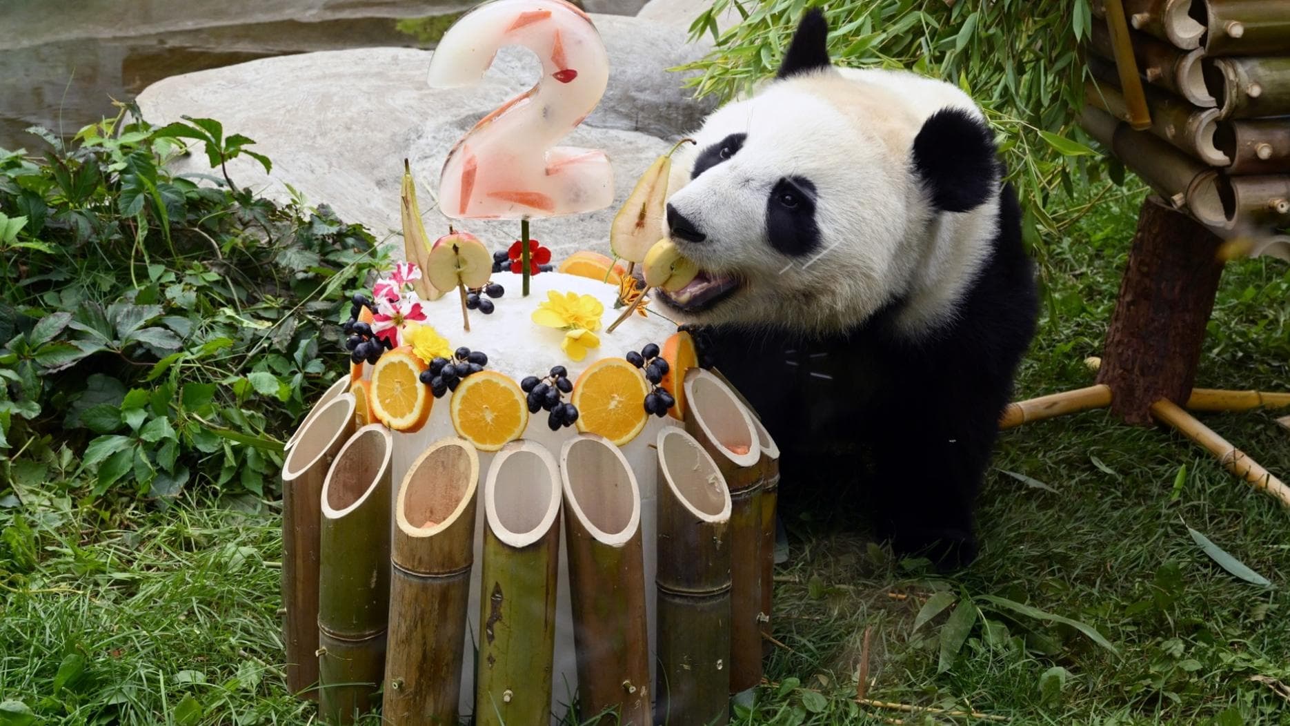 专家预测：大熊猫“喀秋莎”生日庆祝活动对俄罗斯经济有重大影响