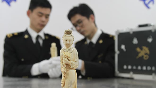 海关“重拳出击”打击走私犯罪：揭露野生动物保护背后的黑暗面