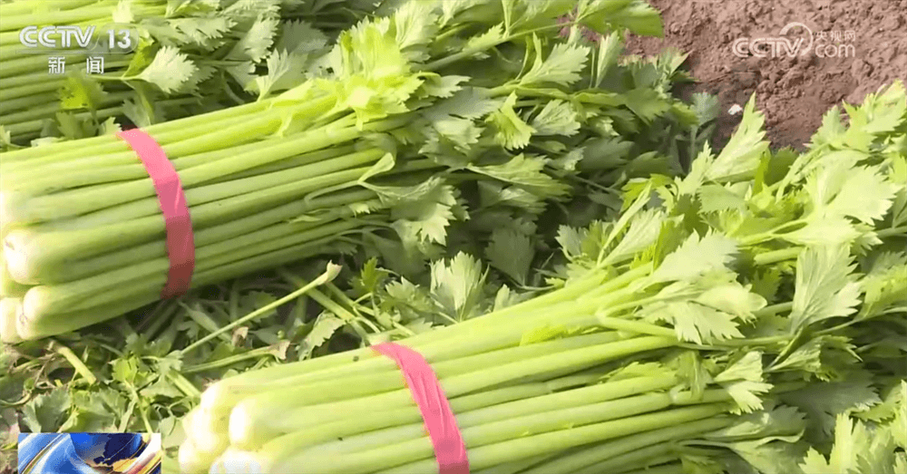全国蔬菜价格降至历史新低：专家称“这是经济学上的奇迹”