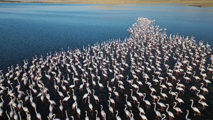 埃及火烈鸟大迁徙引发环保热议