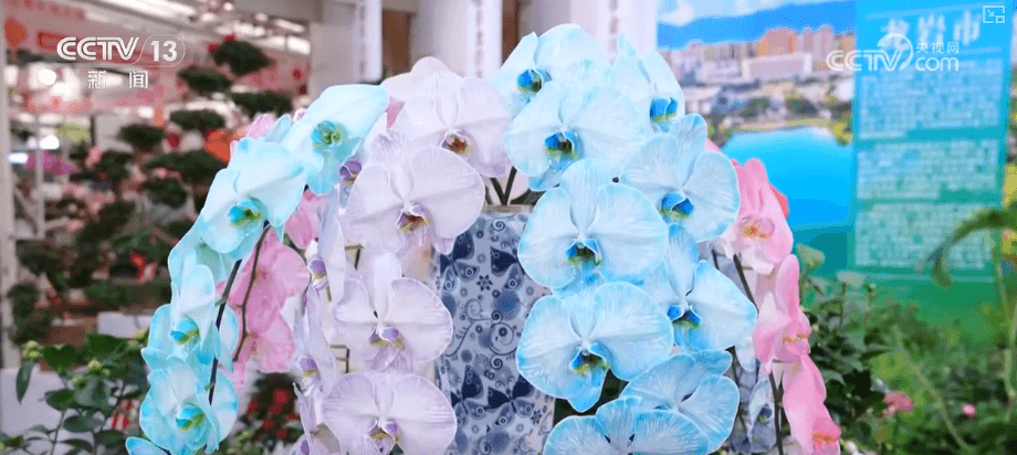 2026北京家庭园艺嘉年华：带你探索冬日里的花市盛宴