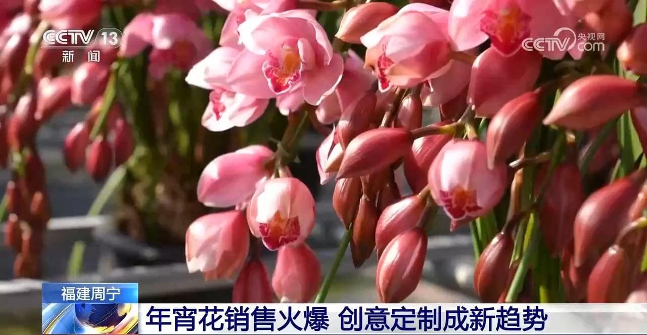 花卉经济学：解锁年宵花市场的秘密