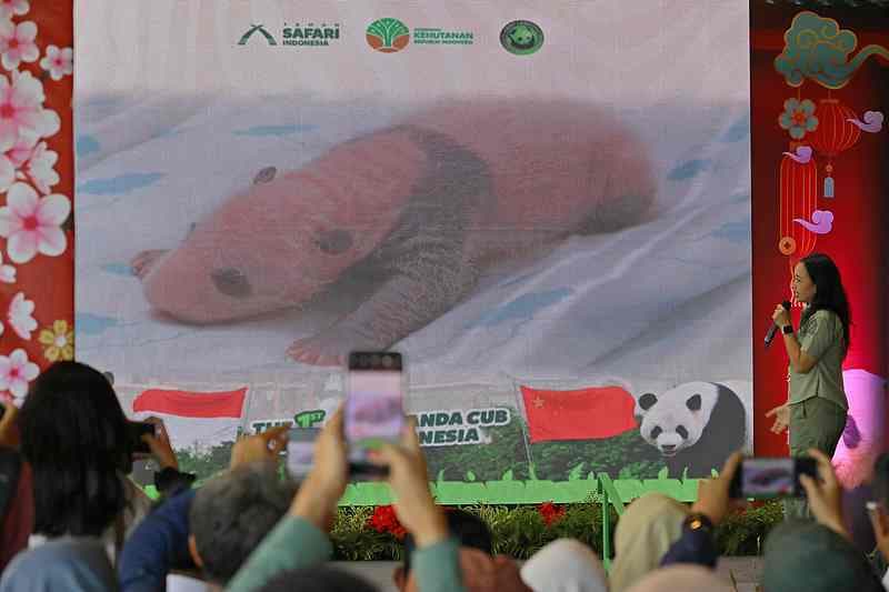 全球首次：大熊猫繁育计划扩展到太空