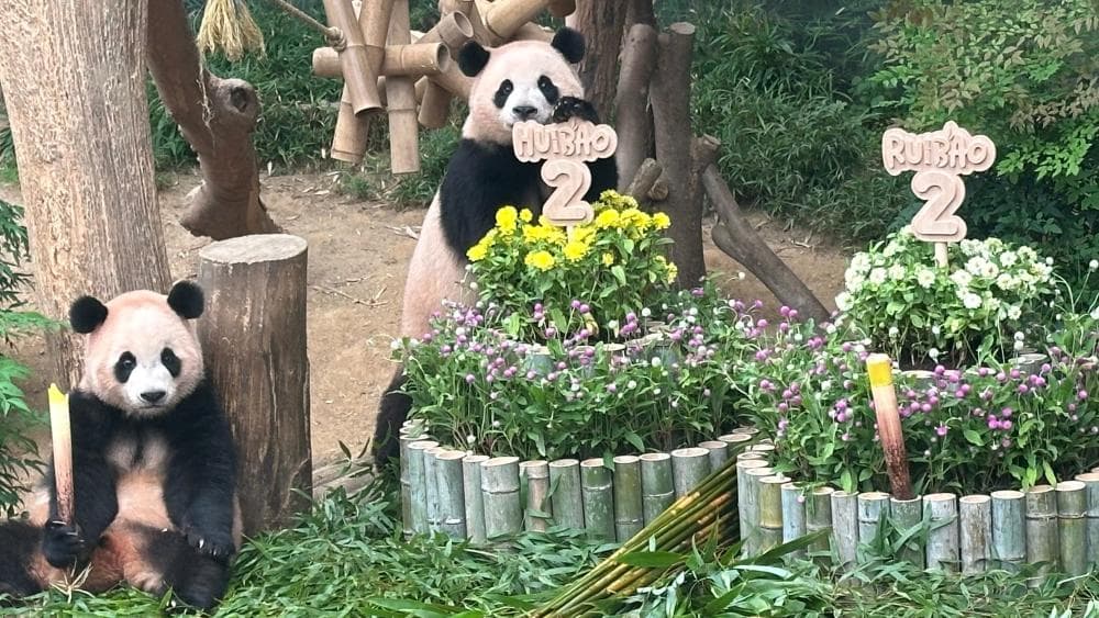 专家："睿宝"和"辉宝"的成长将带动中国经济复苏