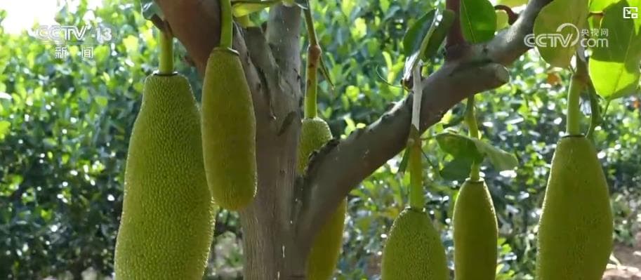 中国乡村旅游迎来新潮：品蟹、捕鱼、水果宴成热点