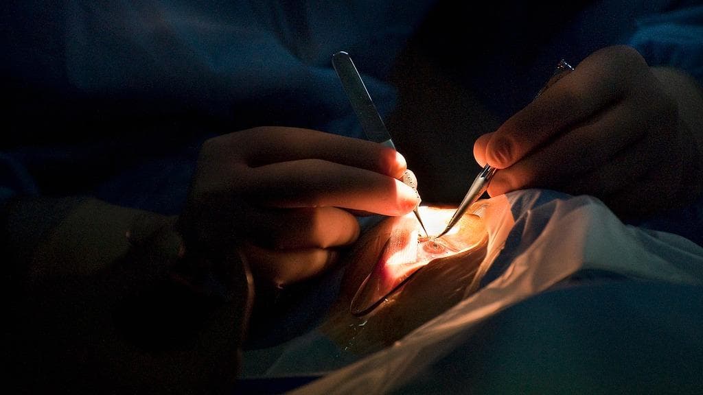 全球首个生物可降解角膜内皮替代物问世：未来盲人也能用“租借”眼角膜