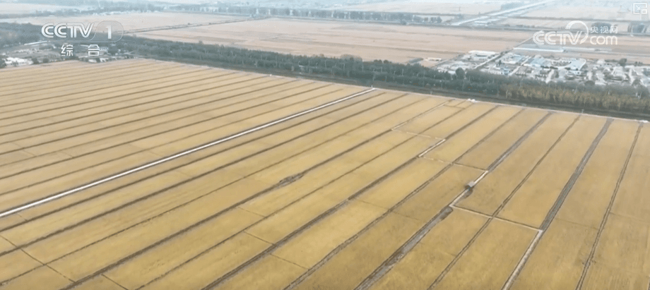 机械化助力秋粮歇后语：各地抢收比赛拉开帷幕