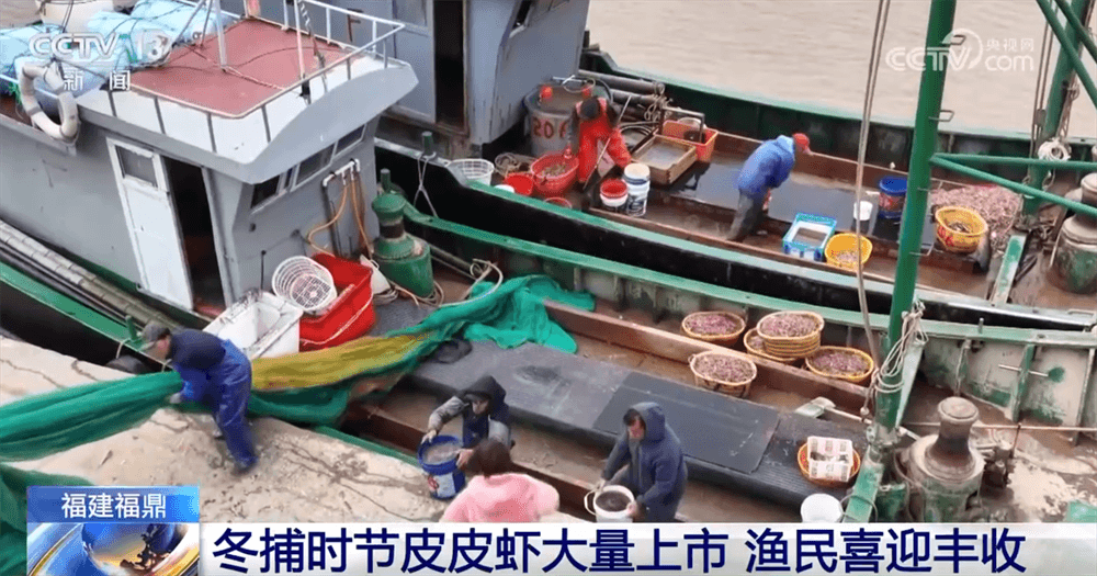 冬捕现象引发全民热议：为什么皮皮虾只有在寒冷中才能变得美味？