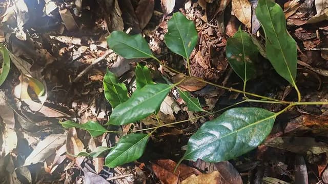 云南龙陵惊现茶果樟新分布点：一个荒诞的保护故事