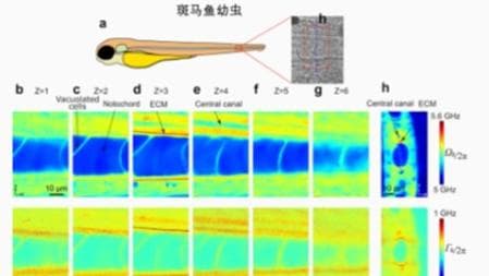 揭秘最新科技：高时空分辨布里渊显微镜带来的革命性变化