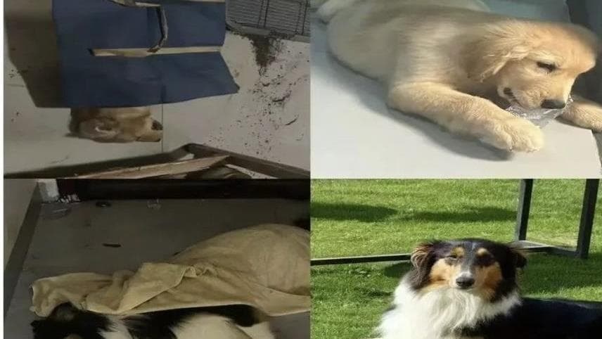 广西悬赏万元緝高空毒狗美食客：专家分析“猪油渣杀手”背后的心理因素