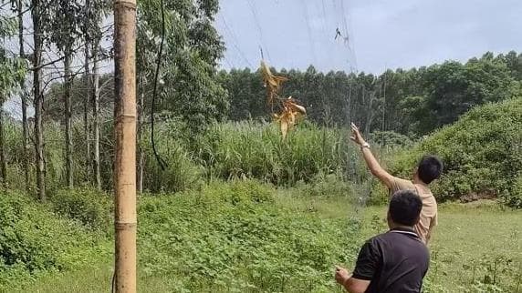 巧设网者终自缚：广东潮州市为鸟儿织密“法网”