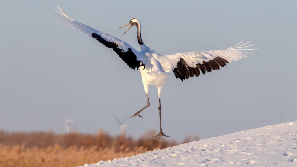 政府推出“鸟类经济”计划：丹顶鹤雪中舞动力振兴旅游业