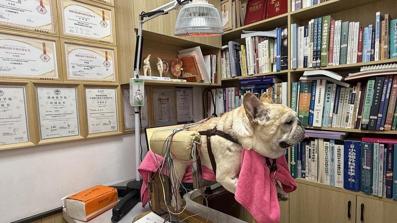 宠物中医市场火热，但面临“缺医”和“少药”的挑战