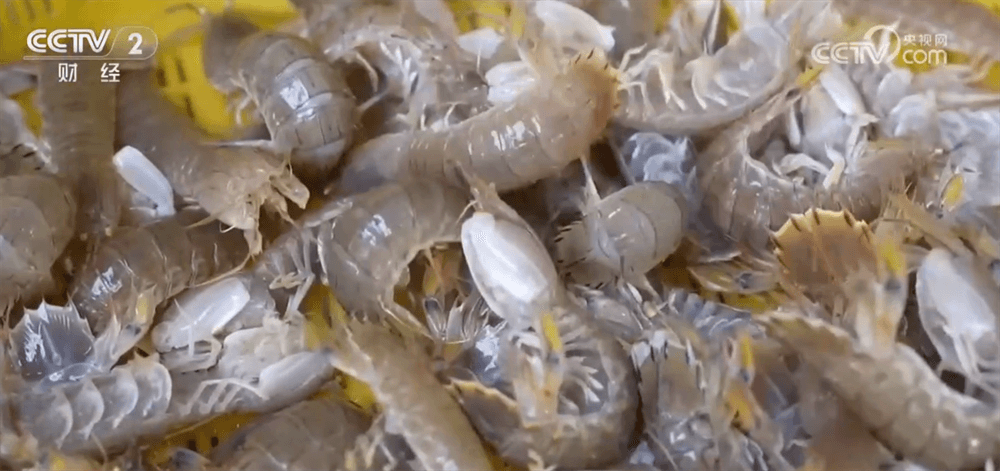 菜篮子热销背后的经济学：新年消费市场如何炒热