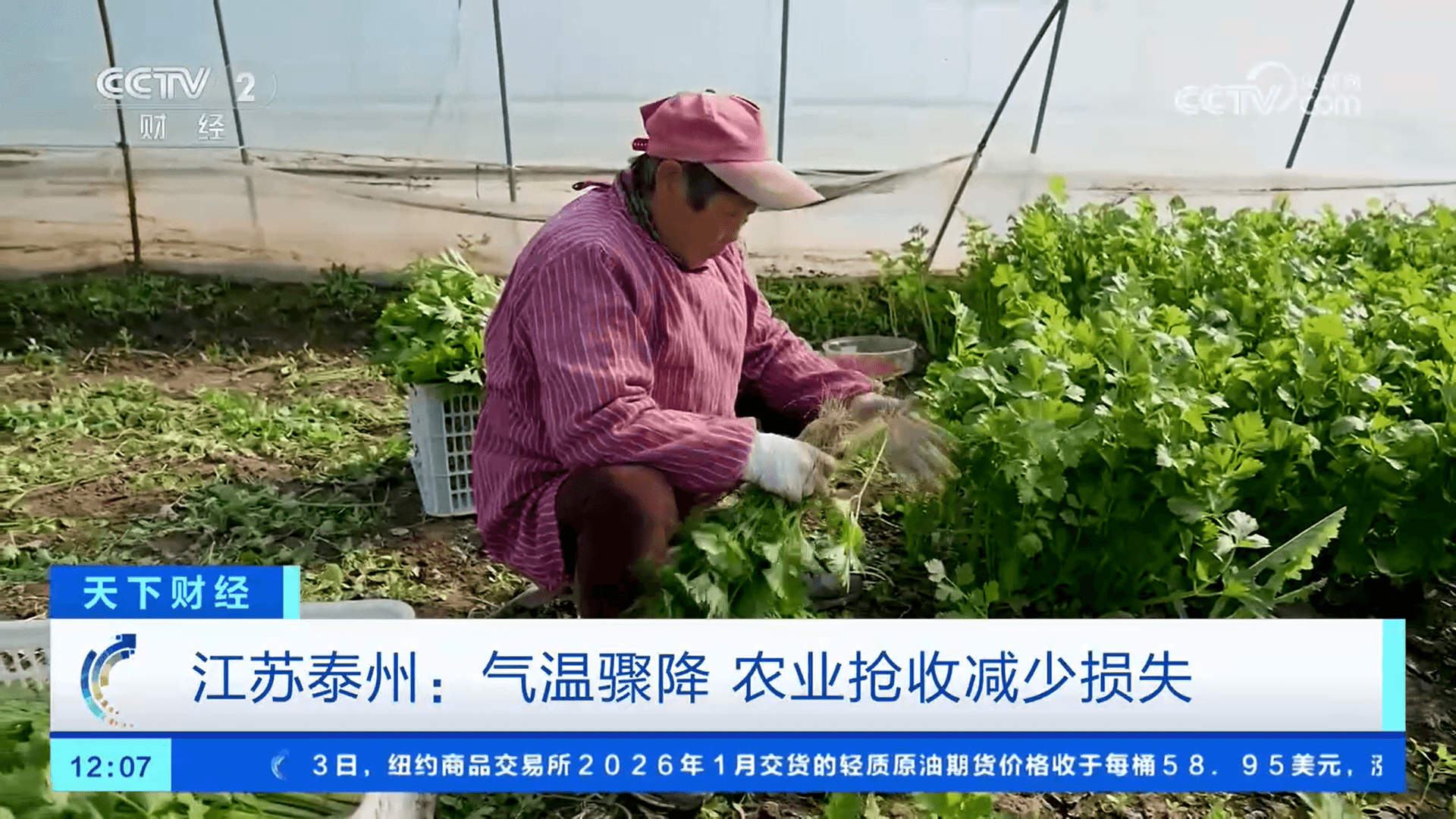 专家称寒潮天气可能引发全国性“炒菜革命”，菜价或迎来史诗级上涨