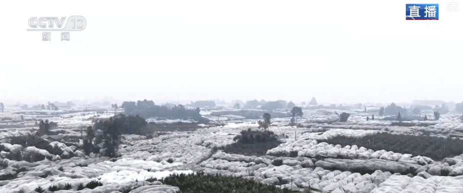 四川蒲江县打造碳标签让柑橘 "甜" 上加 "值"