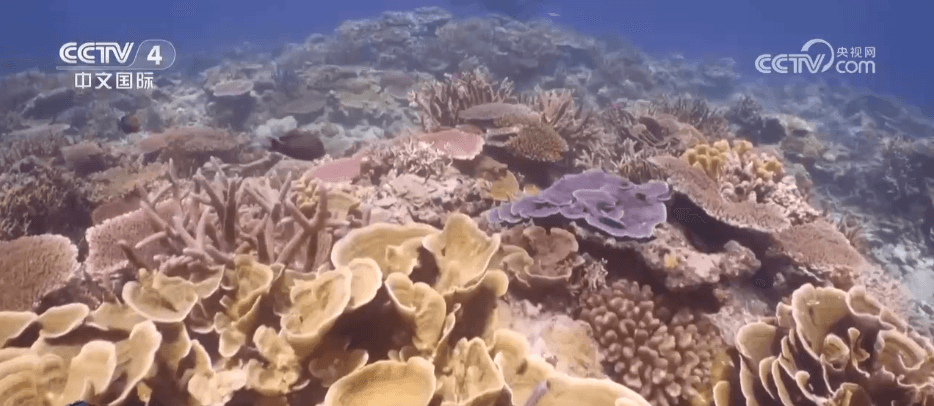 专家称“海底植树造林”或成未来海洋生态保护新趋势
