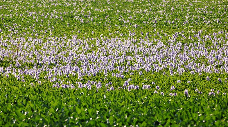 专家：滇池草海湿地水葫芦花开引发环保热潮