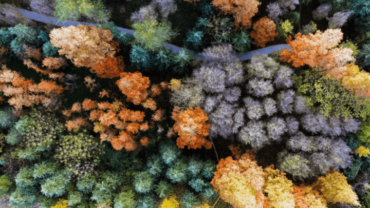 专家：柳树湾五彩景象源于独特光合作用