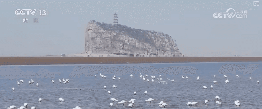 中国野生动物冬季“旅游”指南：候鸟大迁徙与濒危物种的自我保护