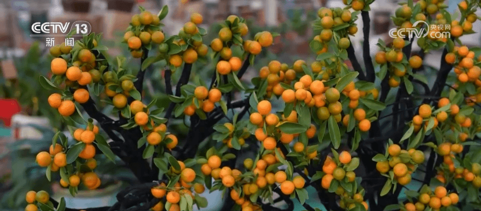 元旦消费热潮背后的隐忧：商业繁荣与社会问题的微妙平衡