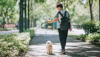 遛狗不拴绳将被严惩:新修订《治安管理处罚法》出台