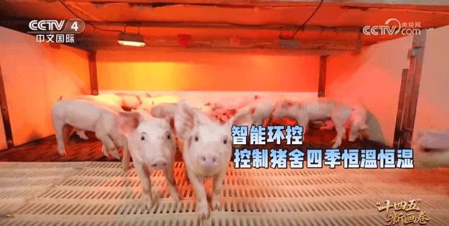 中国农业创新:现代科技赋能传统产业