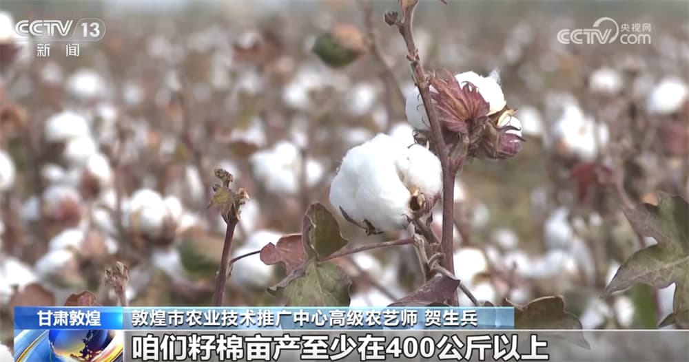 中国农业领域取得突破性进展:新型棉花品种和玉米产业链成效显著