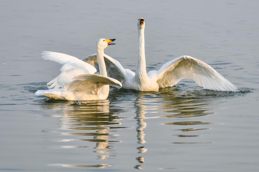 黄河湿地变身西伯利亚越冬大天鹅栖息地 引发生态旅游热潮