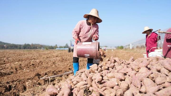四中全会精神在基层:村里有了“产业飞地”