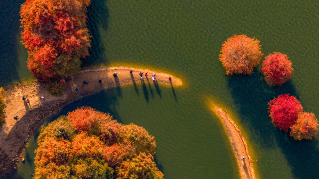 专家预测:水杉林红化现象将成为新型旅游业的引擎