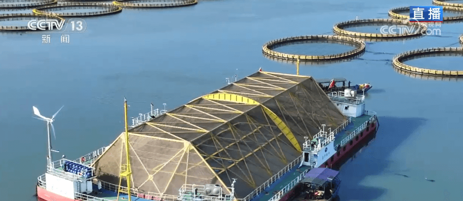 揭秘"海上粮仓": 大黄鱼如何成为深远海养殖的明星