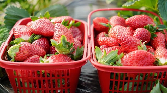 专家揭秘:大个草莓并非「膨大剂」作祟
