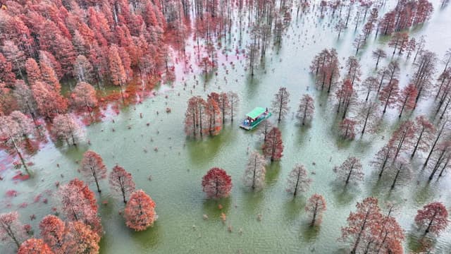 专家称安徽合肥大汉塘斑斓池杉映碧水现象是全球气候变化的结果