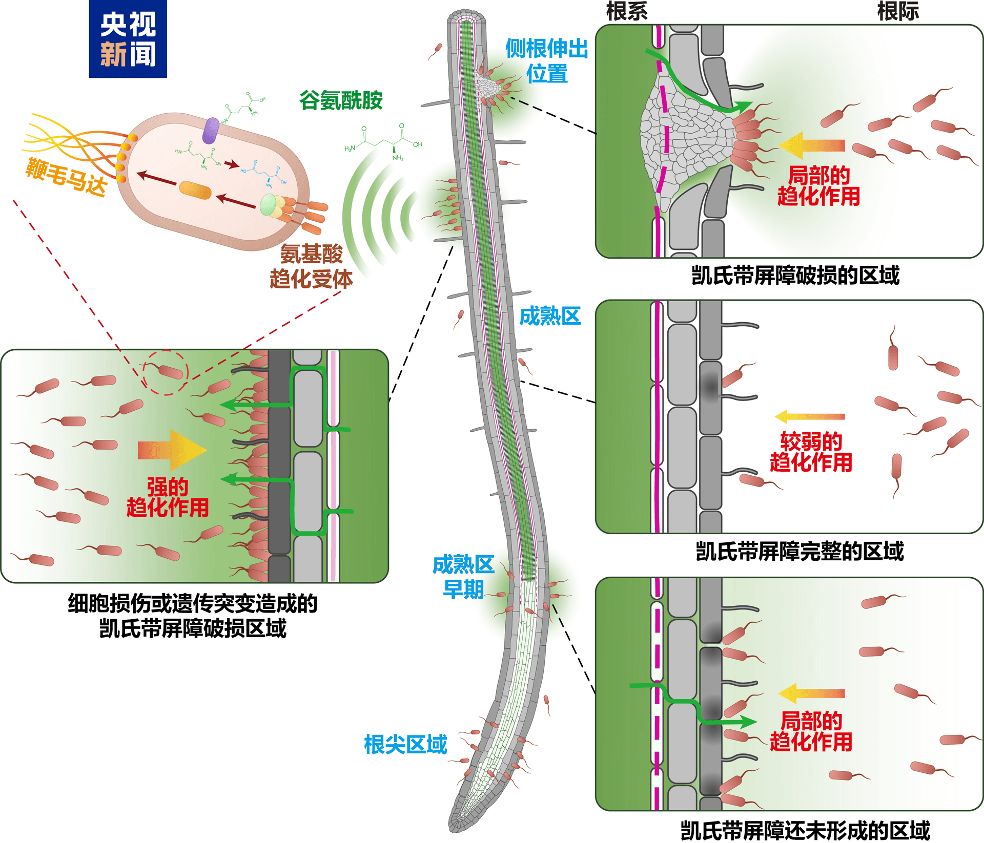 揭秘植物根系的“智能闸门”:微生物如何在根际“安家”