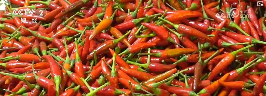 冬日蔬菜市场调查:辣椒涨价背后的故事