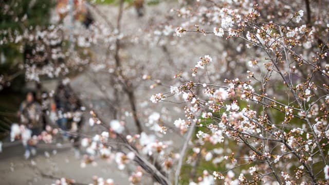 南京突发奇招:利用樱花异常绽放预测气候变化