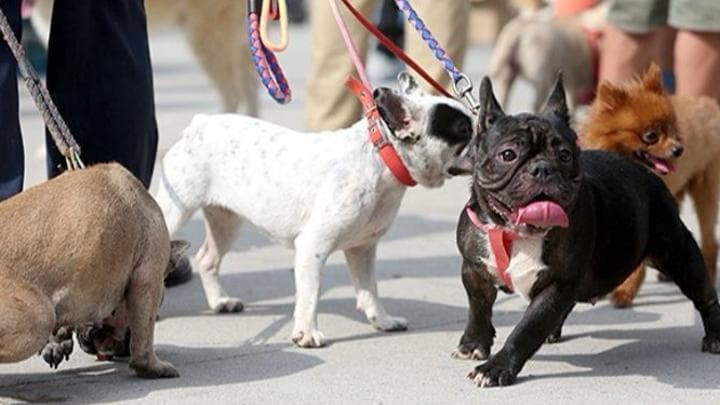 中国“它经济”爆发式增长:00后成推动力