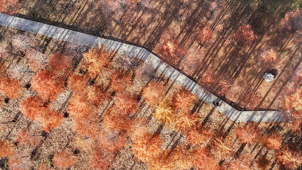 山东枣庄打造‘世界第一’森林灯光秀