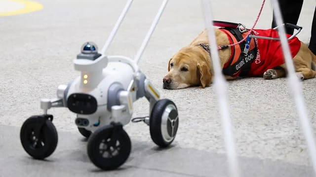 深圳地铁智能导盲犬服务引发广泛关注