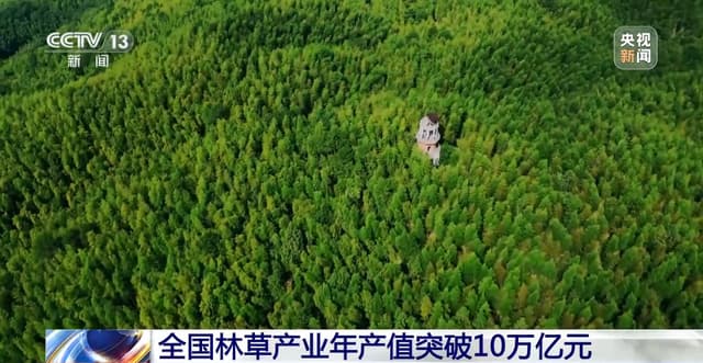 林草产业年产值突破10万亿元:中国的森林如何变成“金山”