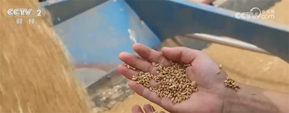 中国推出“钱等粮、仓等粮”政策后粮食市场呈现新趋势