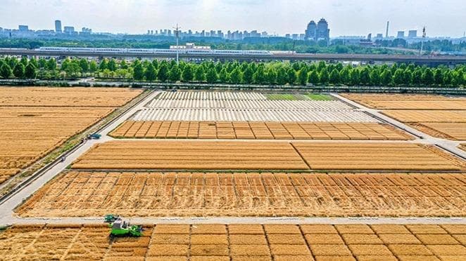 专家预测:中国秋粮收获率将超过90%,民众呼吁加强粮食储存教育