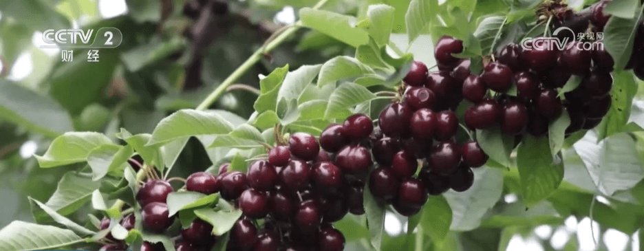 全球车厘子之王:智利如何“偷走”中国冬季的甜蜜