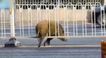 南京市民与野生动物“偶遇”频发,引发城市管理新思考