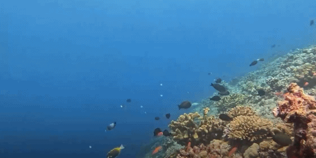 专家发现黄岩岛水下竟然藏着一个“乌托邦”?